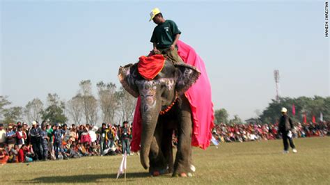 Elephant Beauty Pageant Highlights 3 Day Nepal Festival