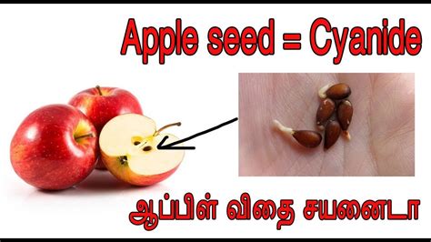 Apple Seed Is Poisonous Cyanide Content Explained ஆப்பிள் விதை