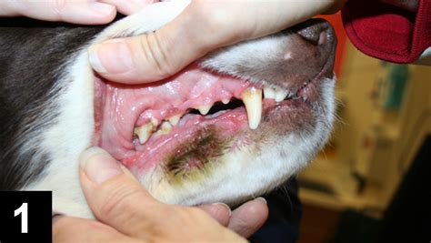 Dog Lip Fold Dermatitis Home Remedy Petmd