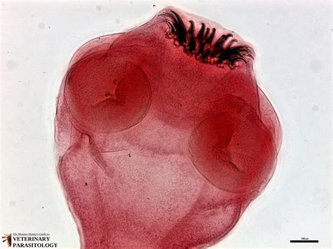 Taenia Pisiformis Scolex