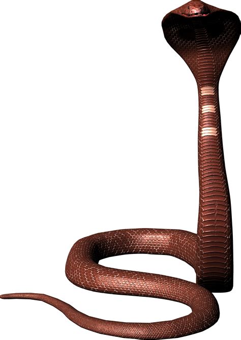 Cobra Snake Png Image Free Download Picture
