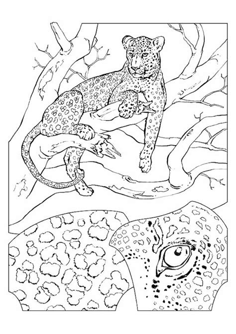 Cheetah Coloring Pages For Kids These Feline Mammals Live In The