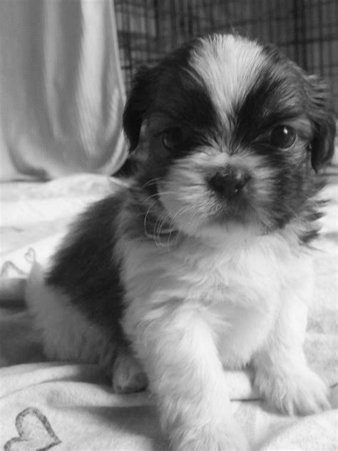 Shih Tzu Puppies For Sale Pets4homes Puppies Shih Tzu Puppy Cute