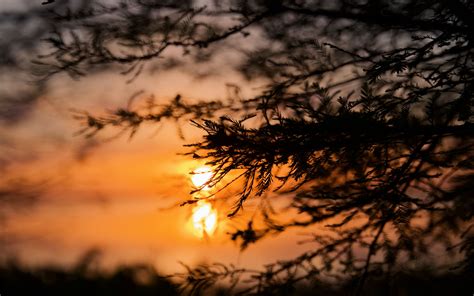 Download Wallpaper 3840x2400 Tree Branches Silhouette Sun Sunset 4k