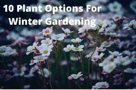 10 Plant Options For Winter Gardening Outdoor