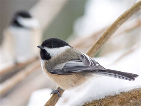 The great backyard bird count is an easy way to help the birds you see everyday. Great Backyard Bird Count - Vermont Institute of Natural ...