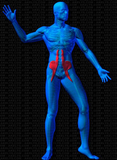 Anatomie Sportive Muscles Et Groupes Musculaires Psoas Iliaque M Iliopsoas