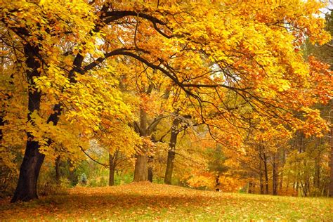 The Science Behind Beautiful Fall Foliage Science Abc