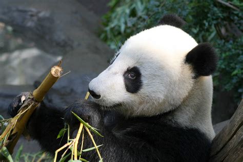 Free Images Panda Mammal Vertebrate Terrestrial Animal Bear