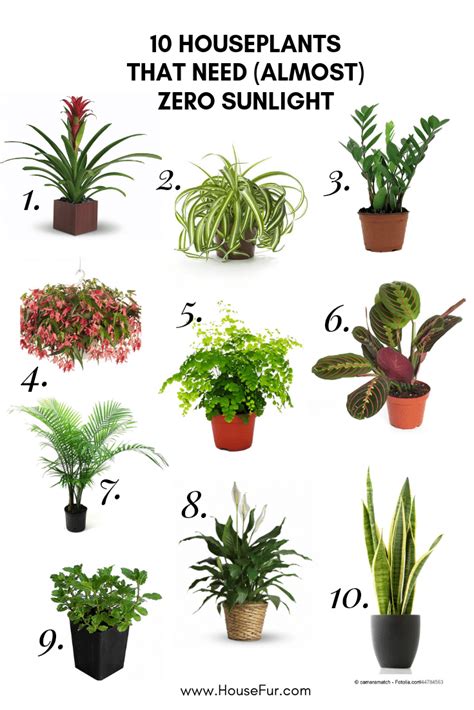 10 Houseplants That Need Almost Zero Sunlight Low Light House Plants