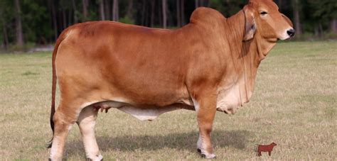 About advertising cattle to be sold @ auction. Red Brahman Cattle for Sale: Red is the New Black - Moreno ...