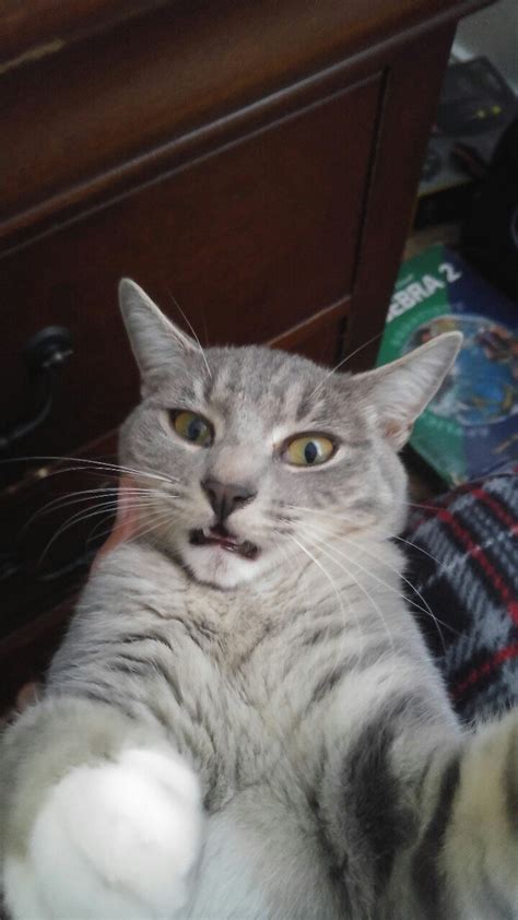 20 unflattering cat selfies to help you feel better about yourself