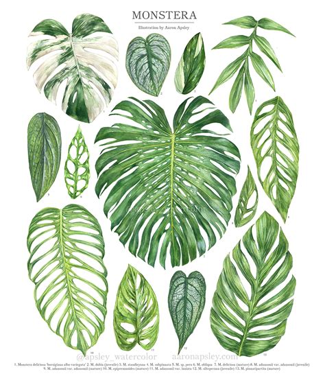 Different Types Of Monstera Plants Octopussgardencafe