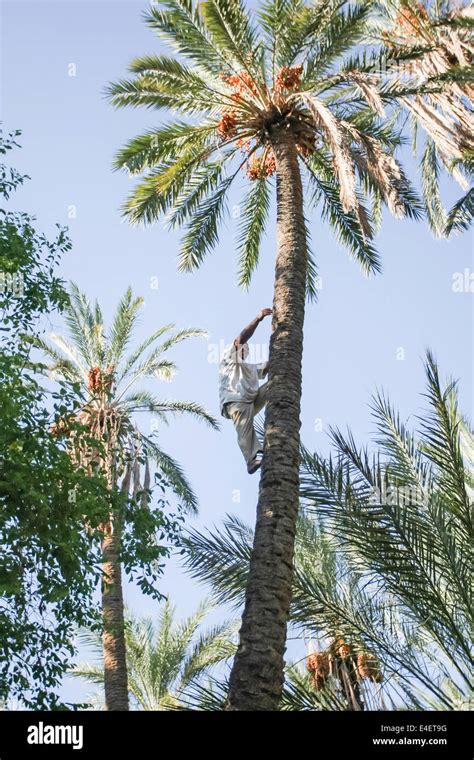 A Worker Climbing On A Palm Tree At A Date Palm Plantation In An Oasis
