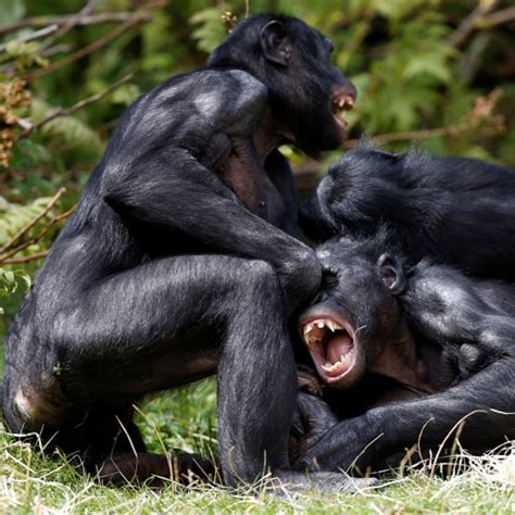 Woman Fucked By Chimp Telegraph