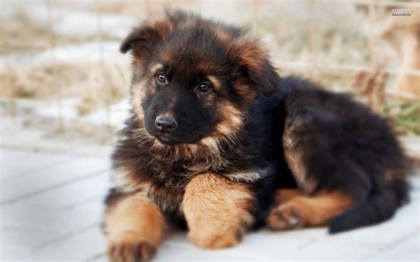 All You Need To Know About The German Shepherd Dog