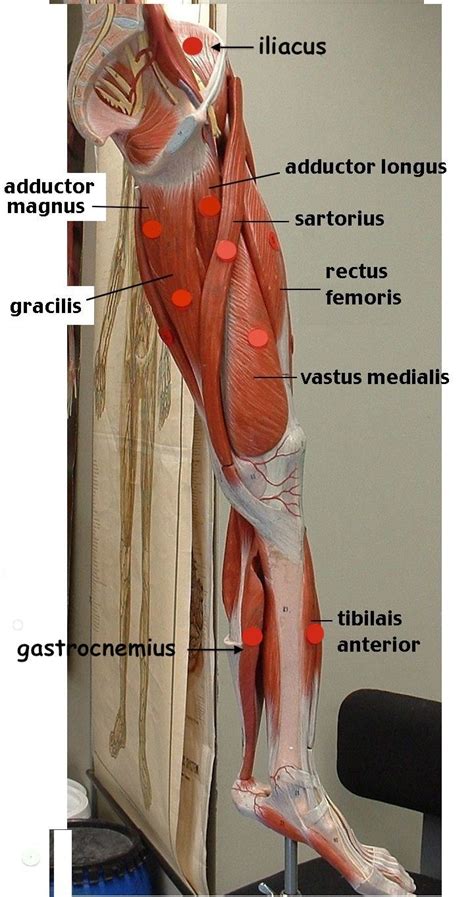 Legmedial 720×1364 Muscle Anatomy Human Muscle Anatomy