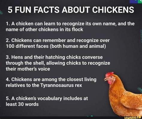 9 Fun Facts About Chickens 1 A Chicken Can Learn To Recognize Its Own Name And The Name Of