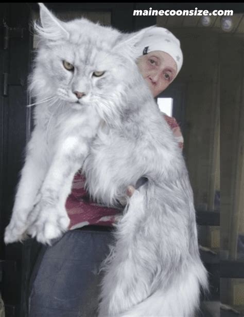 Giant Maine Coon Cats Breeders Size Temperament And Care