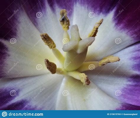 Reproduction Parts Of A Tulip Stock Image Image Of Stamen Tulip