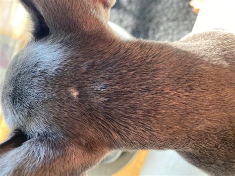 Dry Skin Bumps On Dogs