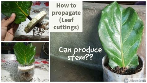 How To Propagate Leaf Cuttings Can Produce Stem Youtube