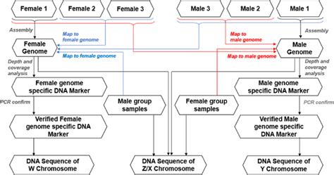 The Workflow For Screening The Sex Specific Dna Markers In Spotted