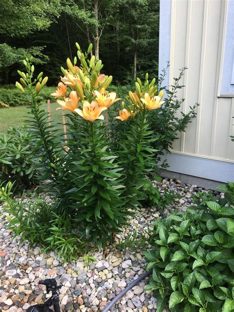 Identifying This 5 Tall Asiatic Lily In The Lilies Forum