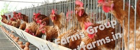 Poultry Contract Farming Daulat Farms Group Of Companies Kadaknath