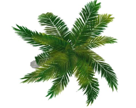 Coconut Tree Top View Png