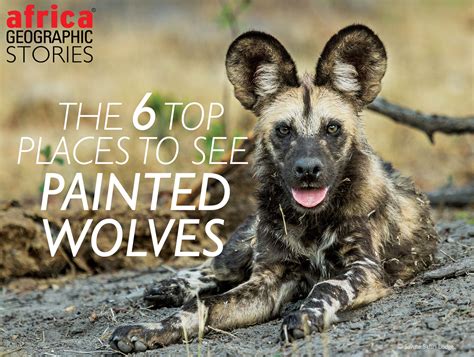 The 6 Top Places To See Painted Wolves Africa Geographic