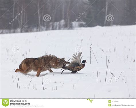 Coyote Chasing Pheasant Stock Photo Image Of Male Outdoors 29700694