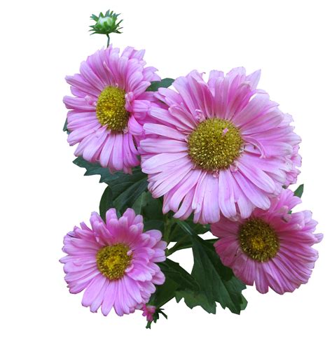 Foto Png Png Aster Fiore Png All