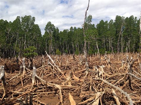 Here Are Four Bad Things Deforestation Can Cause Directly