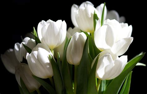 White Flowers Images Hd Download 50 Beautiful Flower Wallpaper Images