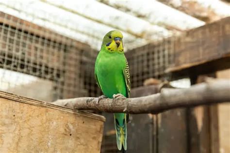 Budgie Beak Discoloration Should You Be Worried
