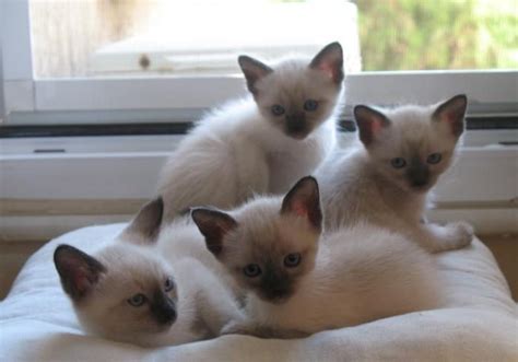 Adorable Baby Siamese Cats Rcats