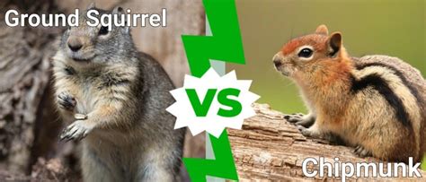 Ground Squirrel Vs Chipmunk 5 Key Differences A Z Animals