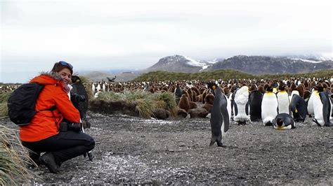 Zoomed In Panoramic Of A Lot Of King Penguins At Salisbury