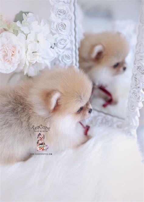 Wolf Sable Pomeranian Puppies Teacup Puppies And Boutique