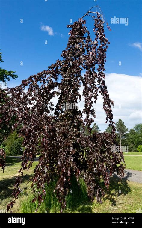 European Beech Fagus Sylvatica Purple Fountain Beech Tree Weeping