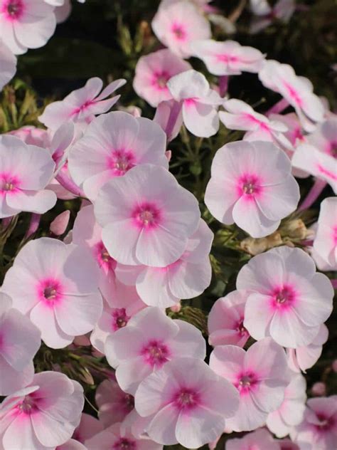 Phlox Paniculata Flame Pro Soft Pink Mihkel Saar Puukool