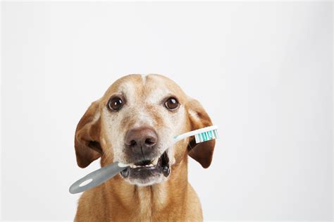 How Do I Brush My Pets Teeth