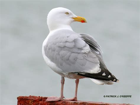 raw birds european herring gull larus argentatus ssp l a argenteus at port oriel harbour