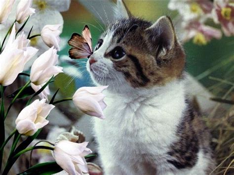 These 13 Cats And Butterflies Will Make Your Day Cathub Gatos Animales
