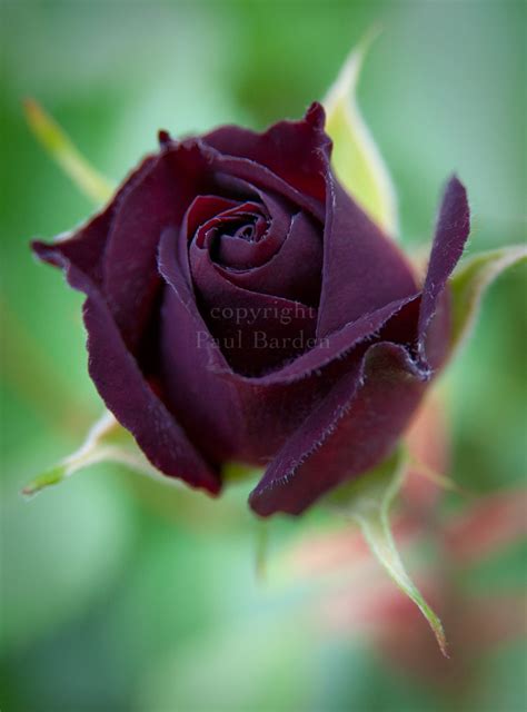 Paul Barden Roses Midnight Blue Just Because