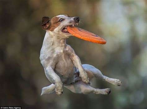 Claudo Piccoli Photographs Canines Catching Frisbees At Disc Dog 2016