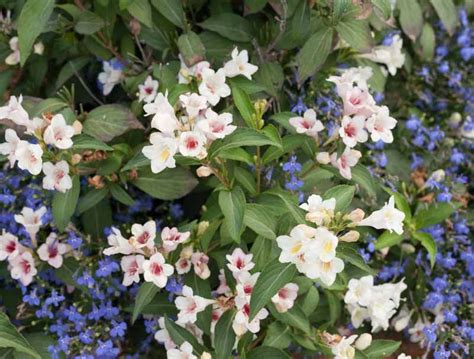 Weigela Florida Sonic Bloom Pearl Is A Striking Deciduous Shrub Noted