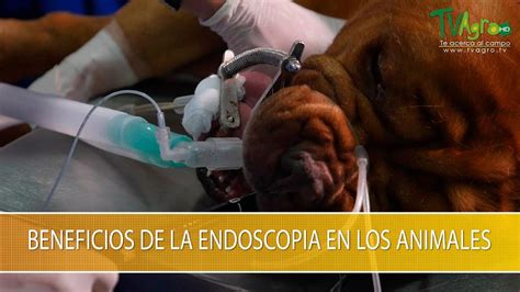 Beneficios De La Endoscopia En Los Animales Tvagro Por Juan Gonzalo