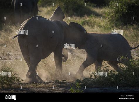 Baby Elephants Play Fighting On Dusty Ground Stock Photo Alamy
